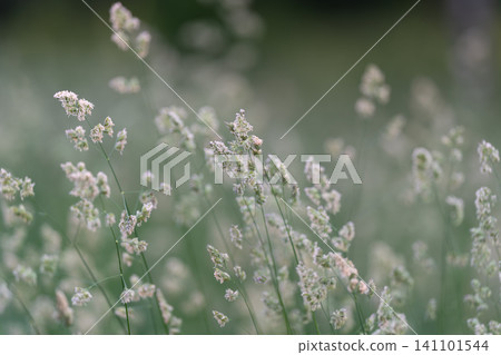 Delicate wild grass blooms in soft natural light Delicate wild grass blooms in soft natural light 141101544