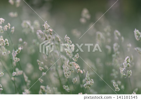 Soft wild grass seed heads in muted meadow light 141101545