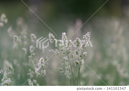 Delicate wild grass seed heads in soft morning light Delicate wild grass seed heads in soft morning light 141101547