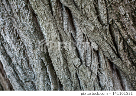 Closeup of rugged tree bark with deep grooves and natural texture 141101551