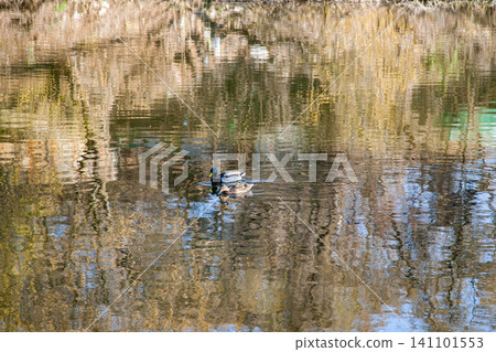 Two ducks swimming on calm water with tree reflections Two ducks swimming on calm water with tree reflections 141101553