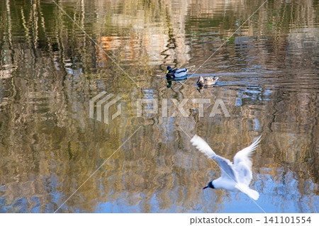 Ducks swimming on reflective pond with seagull flying low over water Ducks swimming on reflective pond with seagull flying low over water 141101554