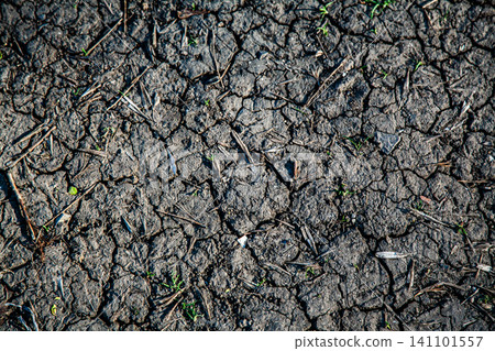 Cracked dry earth with sparse green sprouts and scattered debris under harsh sunlight Cracked dry earth with sparse green sprouts and scattered debris under harsh sunlight 141101557