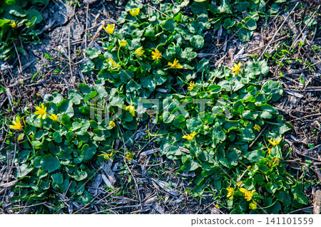Yellow wildflowers blooming among green leaves on forest floor with natural sunlight Yellow wildflowers blooming among green leaves on forest floor with natural sunlight 141101559