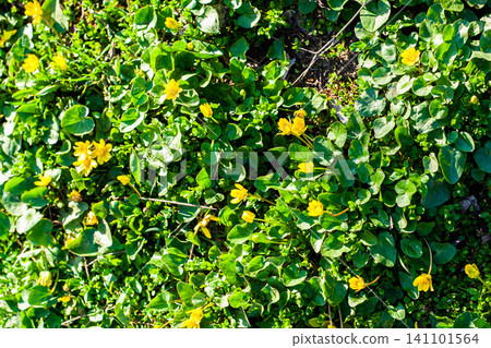 Yellow wildflowers among lush green leaves under bright sunlight Yellow wildflowers among lush green leaves under bright sunlight 141101564