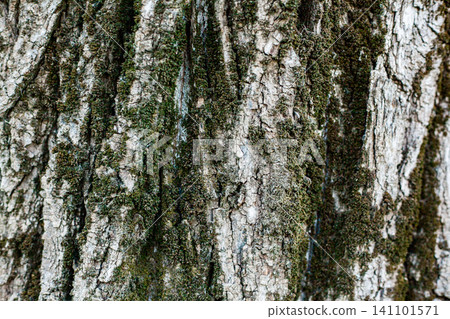 Tree bark texture with moss growth in natural forest setting Tree bark texture with moss growth in natural forest setting 141101571