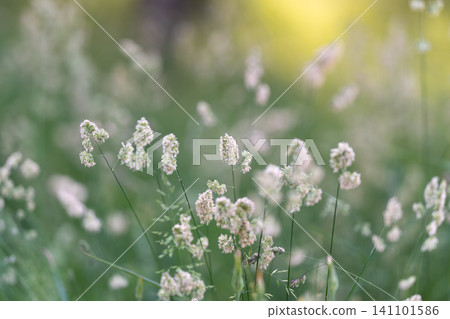 Delicate white meadow flowers in soft morning light 141101586
