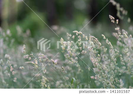 Delicate meadow grasses with soft bokeh background 141101587