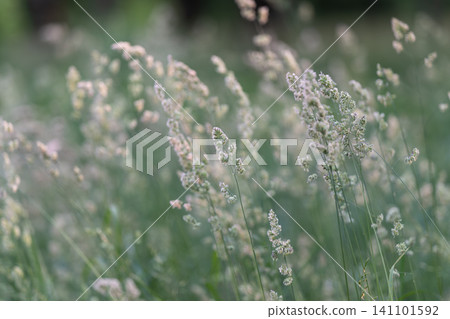 Delicate wild grass seedheads in soft morning light Delicate wild grass seedheads in soft morning light 141101592