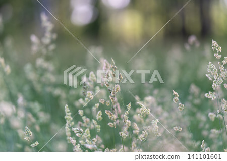 Soft-focused meadow grasses with delicate seed heads Soft-focused meadow grasses with delicate seed heads 141101601