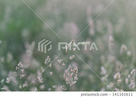 Delicate wildflower seed heads in soft green meadow light 141101611