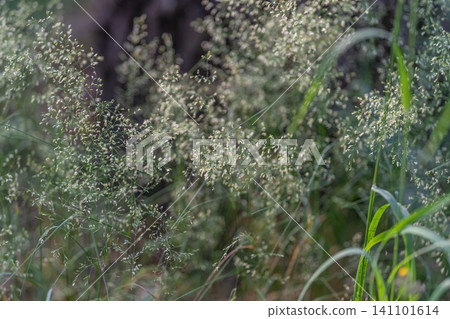 Delicate meadow grass seedheads backlit in soft natural light Delicate meadow grass seedheads backlit in soft natural light 141101614