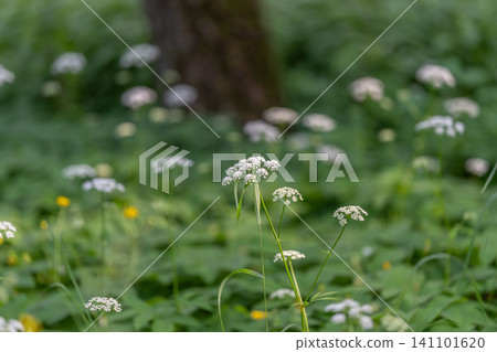 White wildflower cluster in a green forest meadow White wildflower cluster in a green forest meadow 141101620