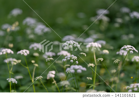 White wildflower cluster in green meadow with soft bokeh 141101621