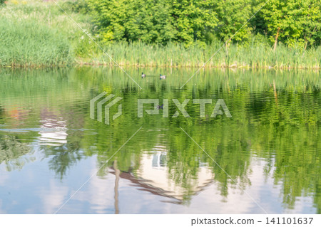 Calm lakeside with reeds and distant trees reflected in still water Calm lakeside with reeds and distant trees reflected in still water 141101637