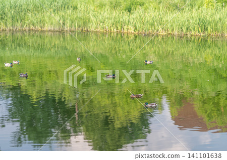 Mallard ducks swimming on a reflective pond near reed-lined shoreline 141101638