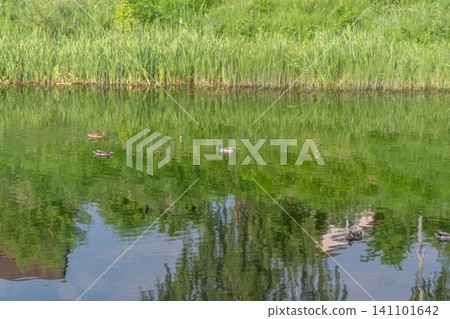 Two mallard ducks swimming on a reflective pond with grassy shoreline 141101642