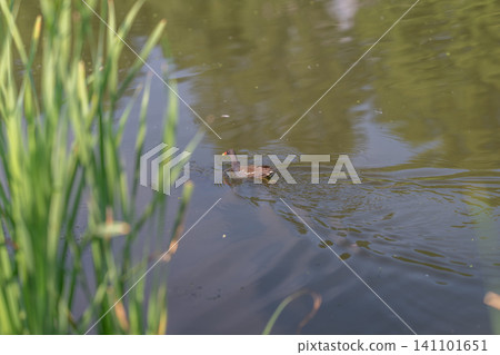 Small duck swimming in calm pond near reeds Small duck swimming in calm pond near reeds 141101651
