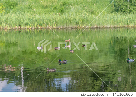 Ducks swimming on a reflective green pond near grassy shore Ducks swimming on a reflective green pond near grassy shore 141101669
