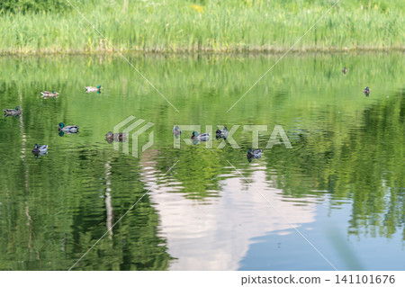 Mother duck leading a line of ducklings across a reflective green pond Mother duck leading a line of ducklings across a reflective green pond 141101676