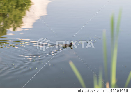 Small duck swimming across calm reflective pond with ripples Small duck swimming across calm reflective pond with ripples 141101686