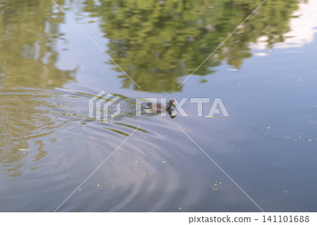 Duck swimming through calm reflective pond near reeds Duck swimming through calm reflective pond near reeds 141101688