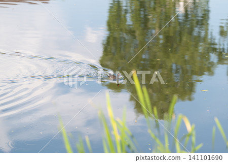 Duck swimming through calm reflective pond near reeds Duck swimming through calm reflective pond near reeds 141101690