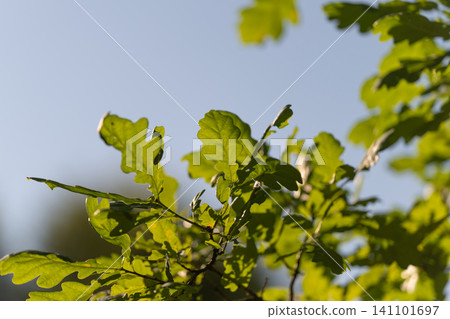 Sunlit green oak leaves with dew and shallow bokeh against clear blue sky 141101697