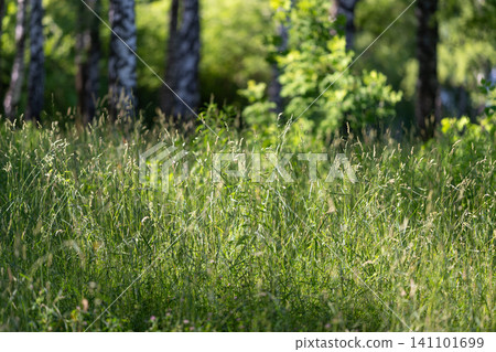 Sunlit meadow with tall grasses and birch trees in soft forest edge light 141101699