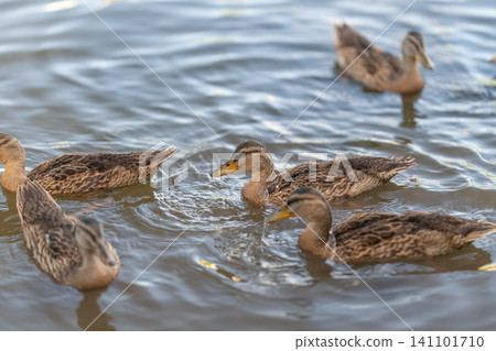 Group of brown female mallard ducks swimming together in calm reflective pond during daylight Group of brown female mallard ducks swimming together in calm reflective pond during daylight 141101710