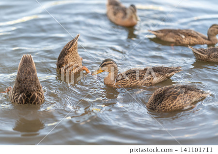 Female mallard ducks feeding in shallow rippled water under golden sunlight Female mallard ducks feeding in shallow rippled water under golden sunlight 141101711