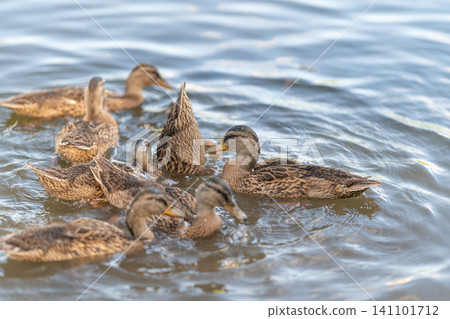 Group of mallard ducklings and female duck swimming together in calm sunlit pond Group of mallard ducklings and female duck swimming together in calm sunlit pond 141101712