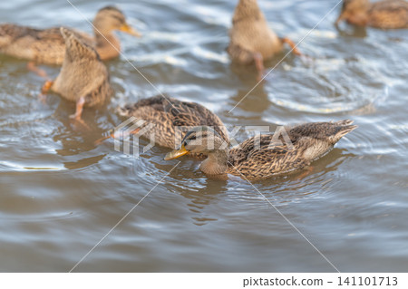 Group of brown ducks feeding together in shallow water under soft daylight Group of brown ducks feeding together in shallow water under soft daylight 141101713
