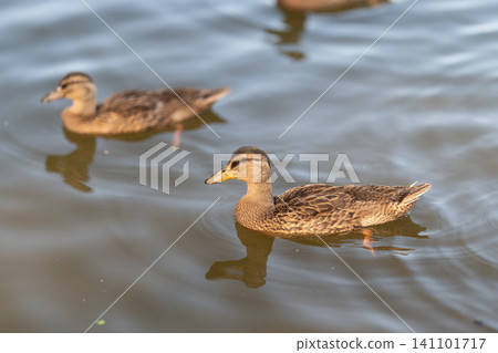 Wild duck pair swimming across sunlit pond with soft ripples and mirrored reflections Wild duck pair swimming across sunlit pond with soft ripples and mirrored reflections 141101717