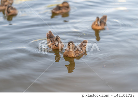 Group of mallard ducks swimming on calm pond surface with soft natural lighting Group of mallard ducks swimming on calm pond surface with soft natural lighting 141101722