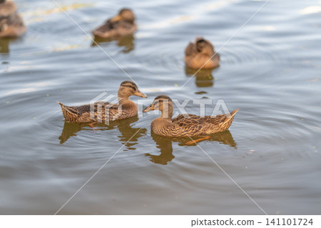 Pair of brown mottled ducks floating together on calm reflective water at dusk Pair of brown mottled ducks floating together on calm reflective water at dusk 141101724