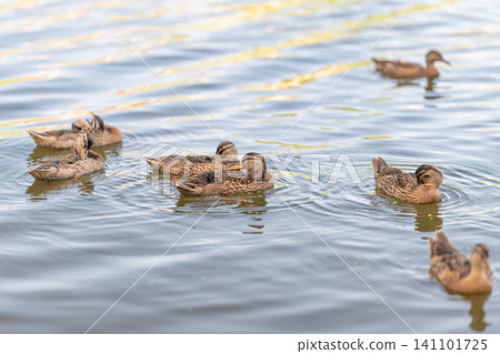 Group of brown ducks swimming on rippled water with soft sunlight reflections Group of brown ducks swimming on rippled water with soft sunlight reflections 141101725