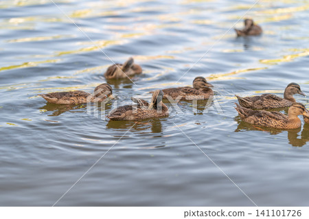 Group of brown ducks swimming on calm reflective water at golden hour with gentle ripples and soft Group of brown ducks swimming on calm reflective water at golden hour with gentle ripples and soft 141101726