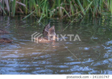 Mallard duckling swimming near reedbed in calm freshwater pond with rippled reflections Mallard duckling swimming near reedbed in calm freshwater pond with rippled reflections 141101747