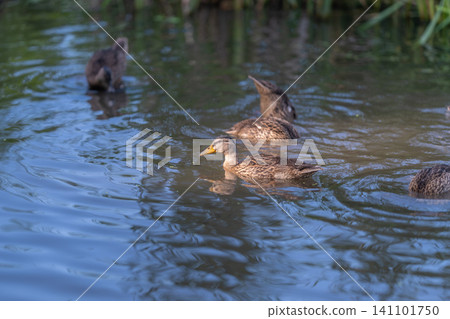 Marsh duck family swimming in reflective pond with rippling water and reed background Marsh duck family swimming in reflective pond with rippling water and reed background 141101750