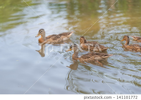 Group of mallard ducklings swimming on calm reflective pond with rippling water Group of mallard ducklings swimming on calm reflective pond with rippling water 141101772