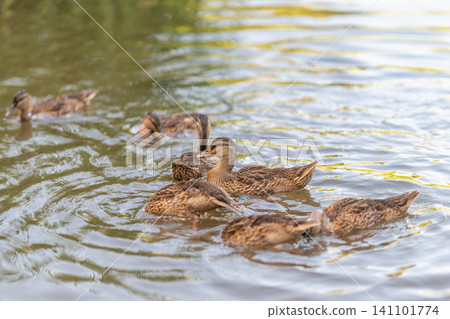 Group of juvenile ducks feeding on calm pond surface with rippled reflections Group of juvenile ducks feeding on calm pond surface with rippled reflections 141101774