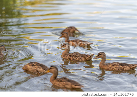 Family of brown ducks swimming together on reflective pond water in warm evening light 141101776