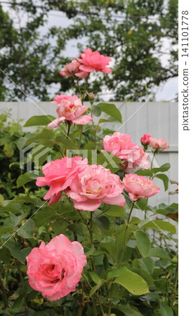A lush bush of spreading pink roses blooms against the backdrop of a fence in a summer garden. Large, delicate buds have opened on stems with lush green leaves. A well-tended flowerbed with a roses 141101778