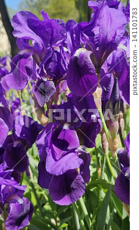 Beautiful purple gladiolus flowers blooming in garden with elegant vertical composition and vibrant summer colors Beautiful purple gladiolus flowers blooming in garden with elegant vertical composition and vibrant summer colors 141101783