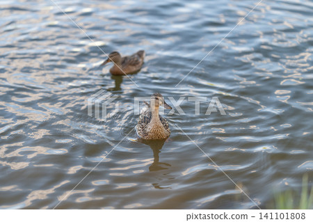 Two ducks swimming together on calm rippled water with soft natural light and reflections Two ducks swimming together on calm rippled water with soft natural light and reflections 141101808