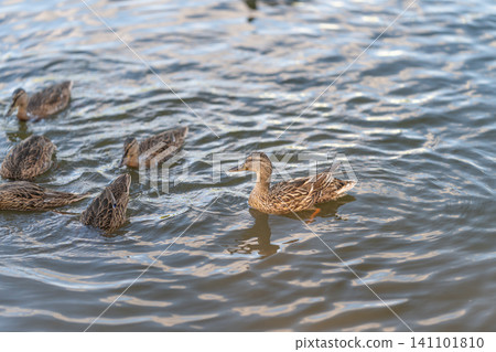 Group of mallard ducks swimming on sunlit rippling pond surface near shore Group of mallard ducks swimming on sunlit rippling pond surface near shore 141101810