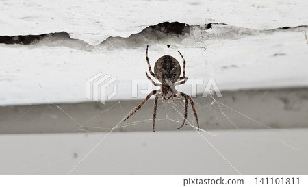 Orb weaver spider resting on web beneath wooden structure close up view of common garden arachnid Orb weaver spider resting on web beneath wooden structure close up view of common garden arachnid 141101811