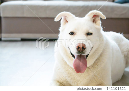 White dog sitting on floor at home. Happy pet panting with tongue out. White dog sitting on floor at home. Happy pet panting with tongue out. 141101821