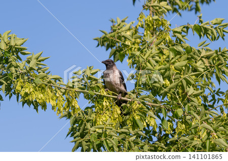 Small crow perched on leafy branch beneath clear blue sky with fresh spring foliage Small crow perched on leafy branch beneath clear blue sky with fresh spring foliage 141101865
